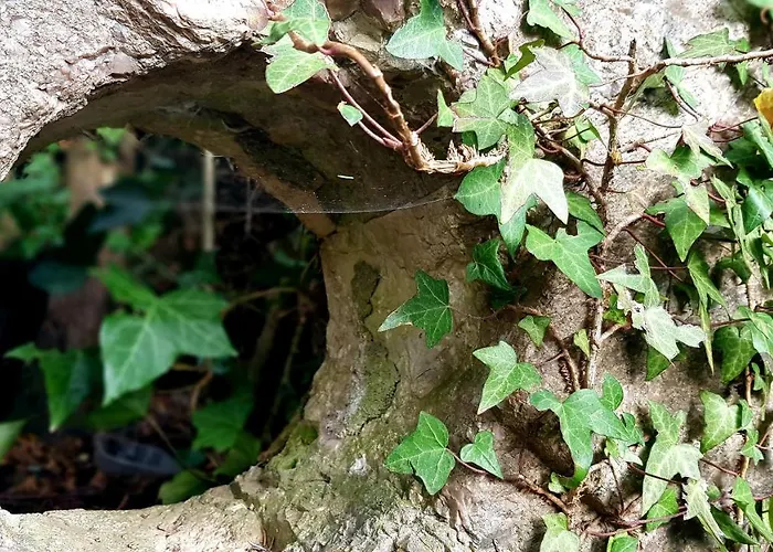 La Pace 酒店 Maresca